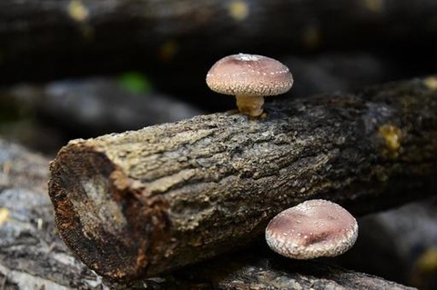 siitake7