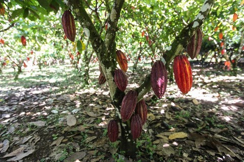 kakaonomi