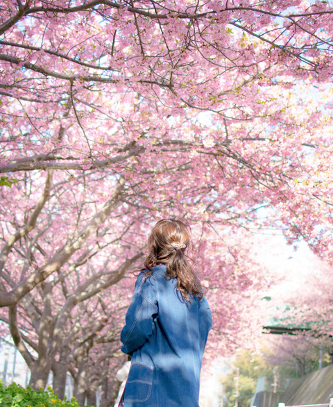 ohanami