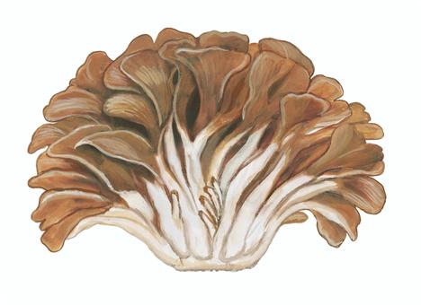maitake