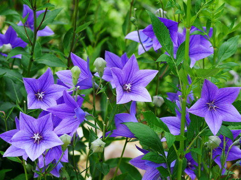 kikyou
