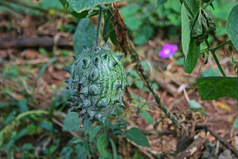 kiwano1