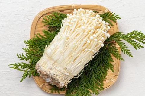 enoki1