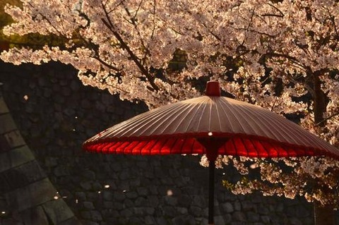 wagasatosakura