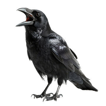 karasu