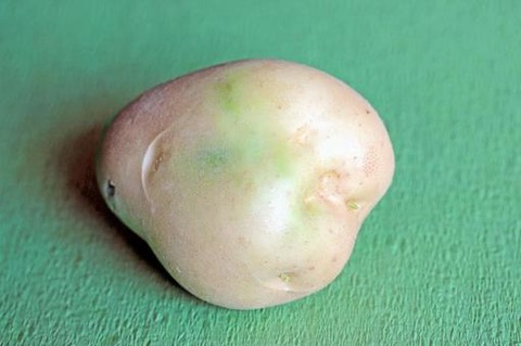 ryokuhen