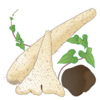 yamatoimo