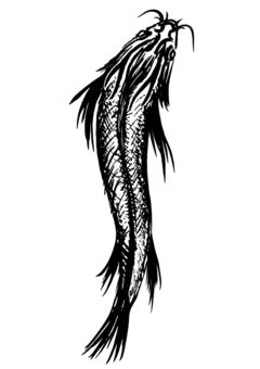 noboriryuu