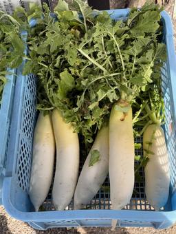 daikon
