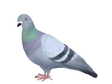 kawarabato
