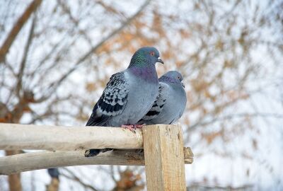 hato