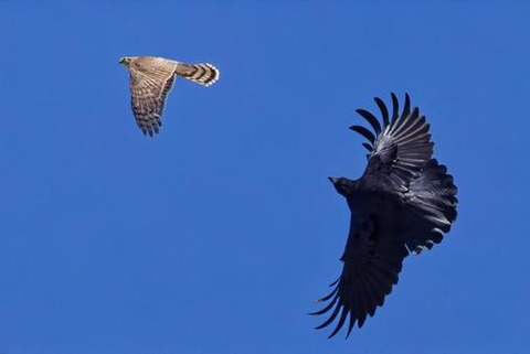 karasu1