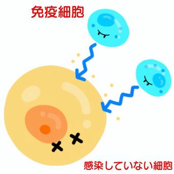 saitokain