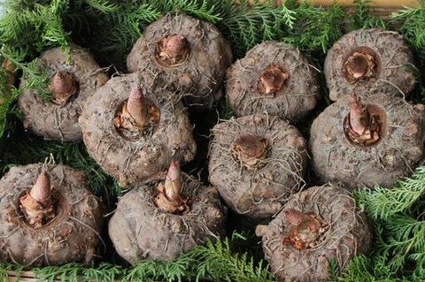 konnyakusaibai