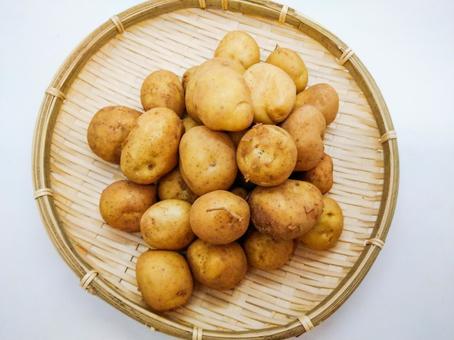 sinjaga