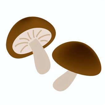 siitake