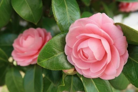 pinkutubaki