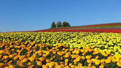 marigorudo