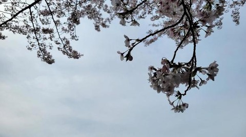 hanagumori