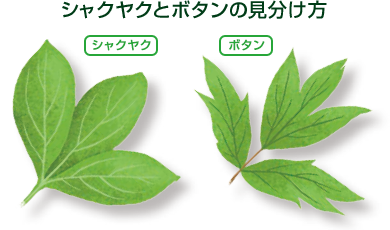 botanshakuyaku