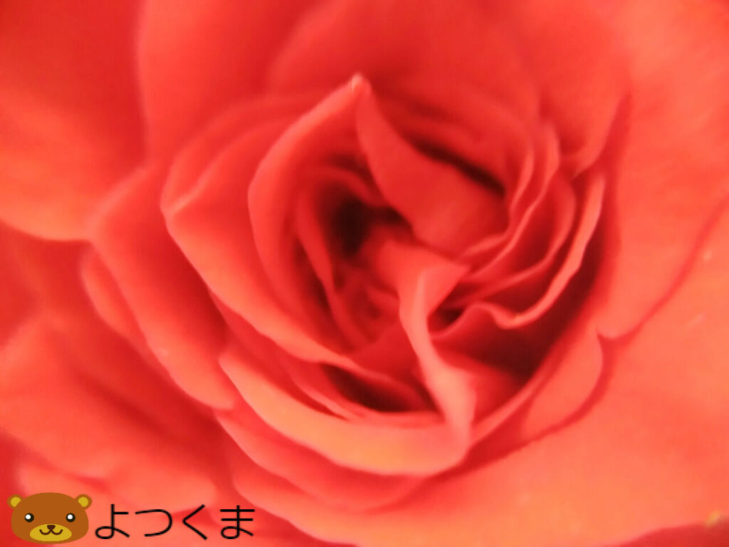バラ 四つ葉のくまさんの癒しのお花 時々お料理日記 バラ 四つ葉のくまさんの癒しのお花 時々お料理日記