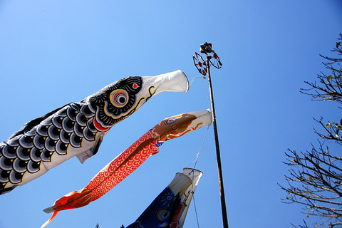 koinobori2