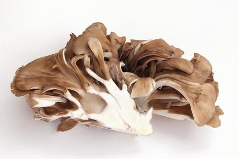 maitake