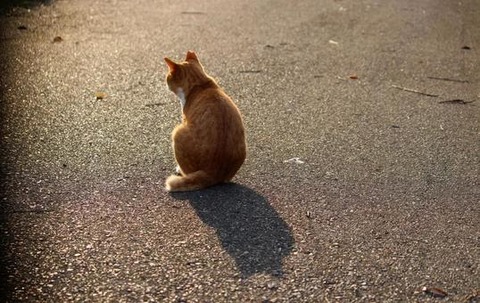 neko