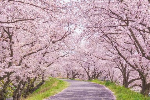 sakura