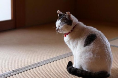 tatami