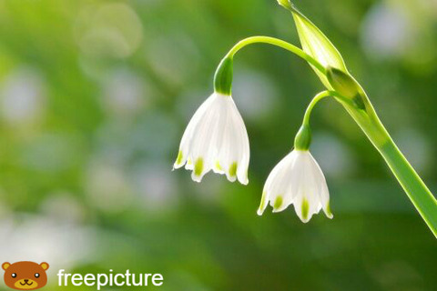 変わった花言葉を持つ草花たち スノードロップ 雪の色と神話のお話 四つ葉のくまさんの癒しのお花 時々お料理日記