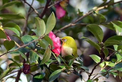 bird meziro