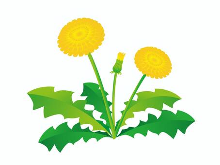 tanpopo