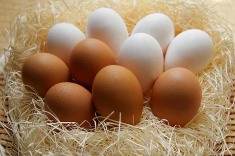 umitatetamago