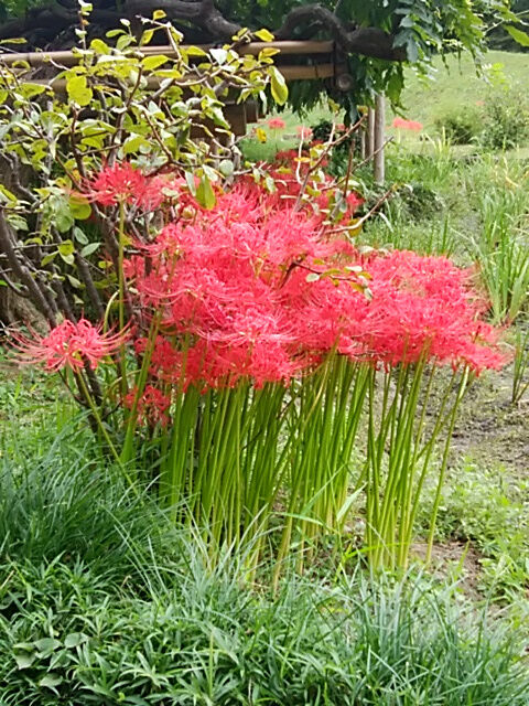 子供の頃は少し怖かった赤い花 ヒガンバナの不思議 本当に不吉な花なのか 四つ葉のくまさんの癒しのお花 時々お料理日記
