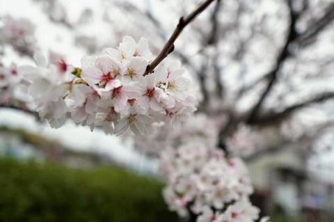 sakuraame