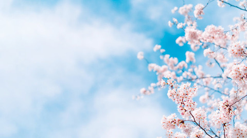 sakura3