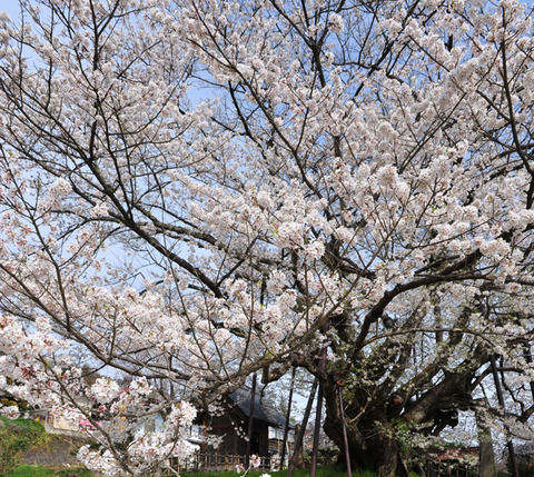1000nensakura1