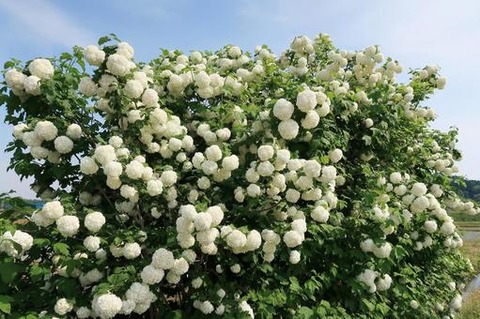 snowball3