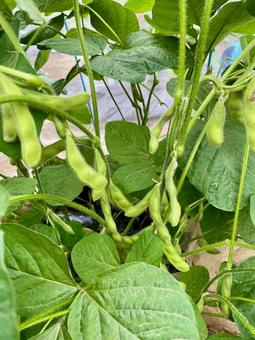 edamame