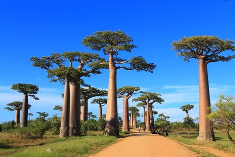 baobabu