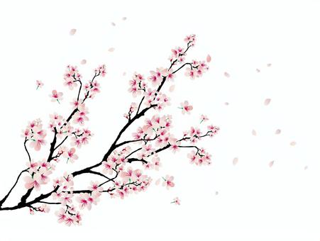 sakuranoeda