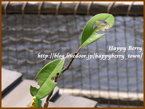 いかだの隠れミッキー Happy Berry Town いかだの隠れミッキー Happy Berry Town