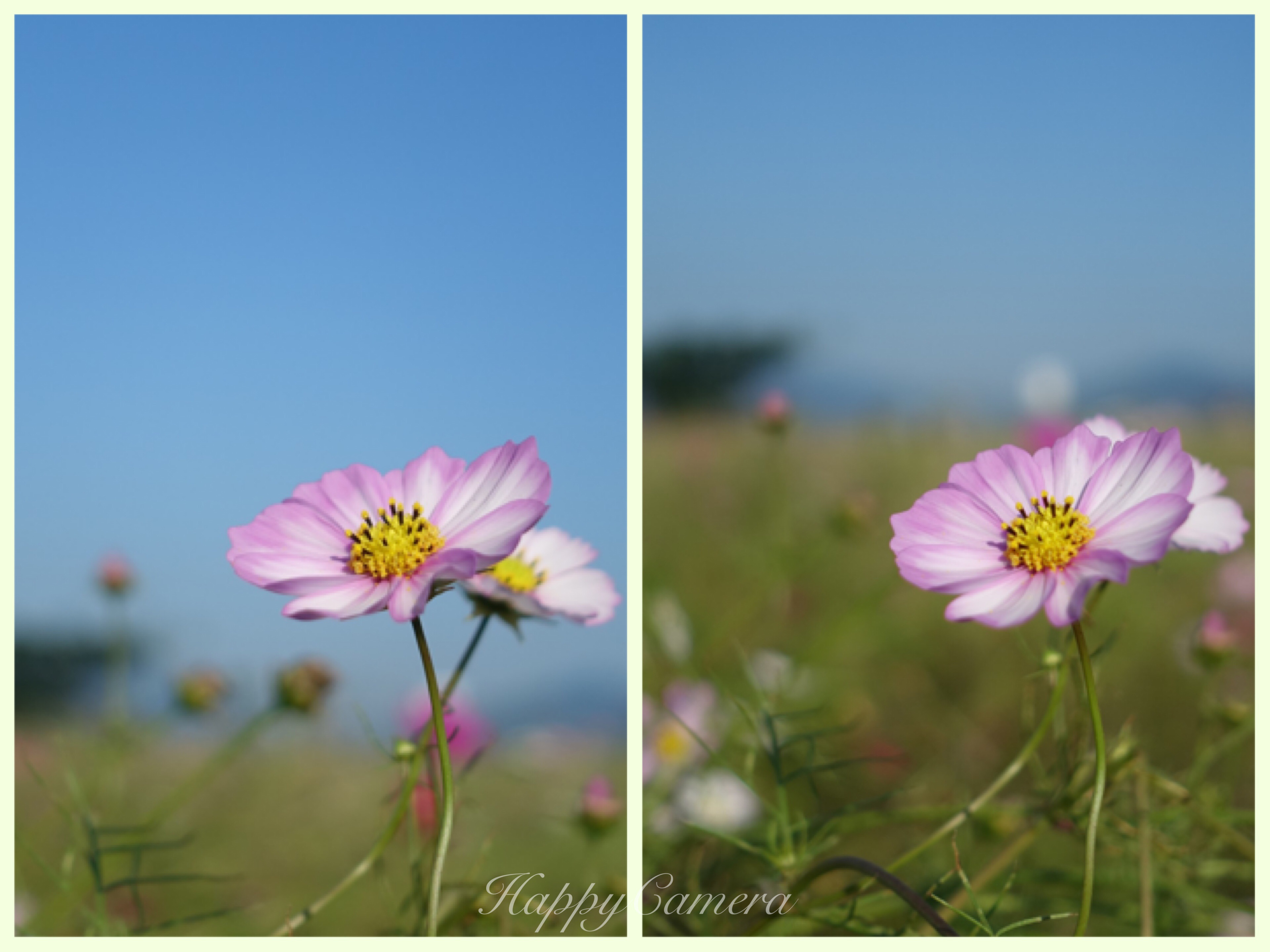 今年の秋は コスモスで写真構図の練習をしよう 写真で魅力発掘 暮らしのフォトダイアリー Powered By ライブドアブログ