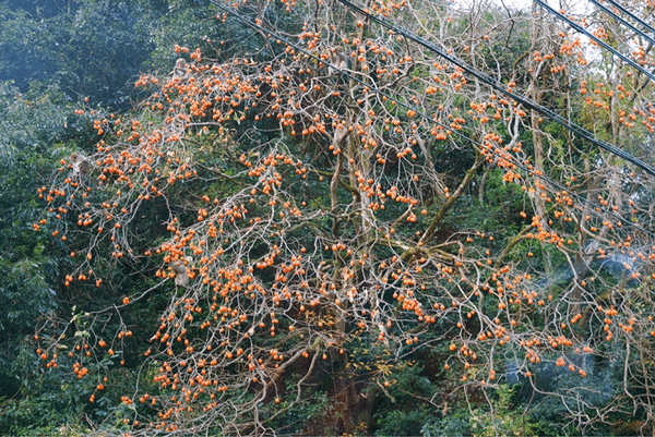 IMG_5479