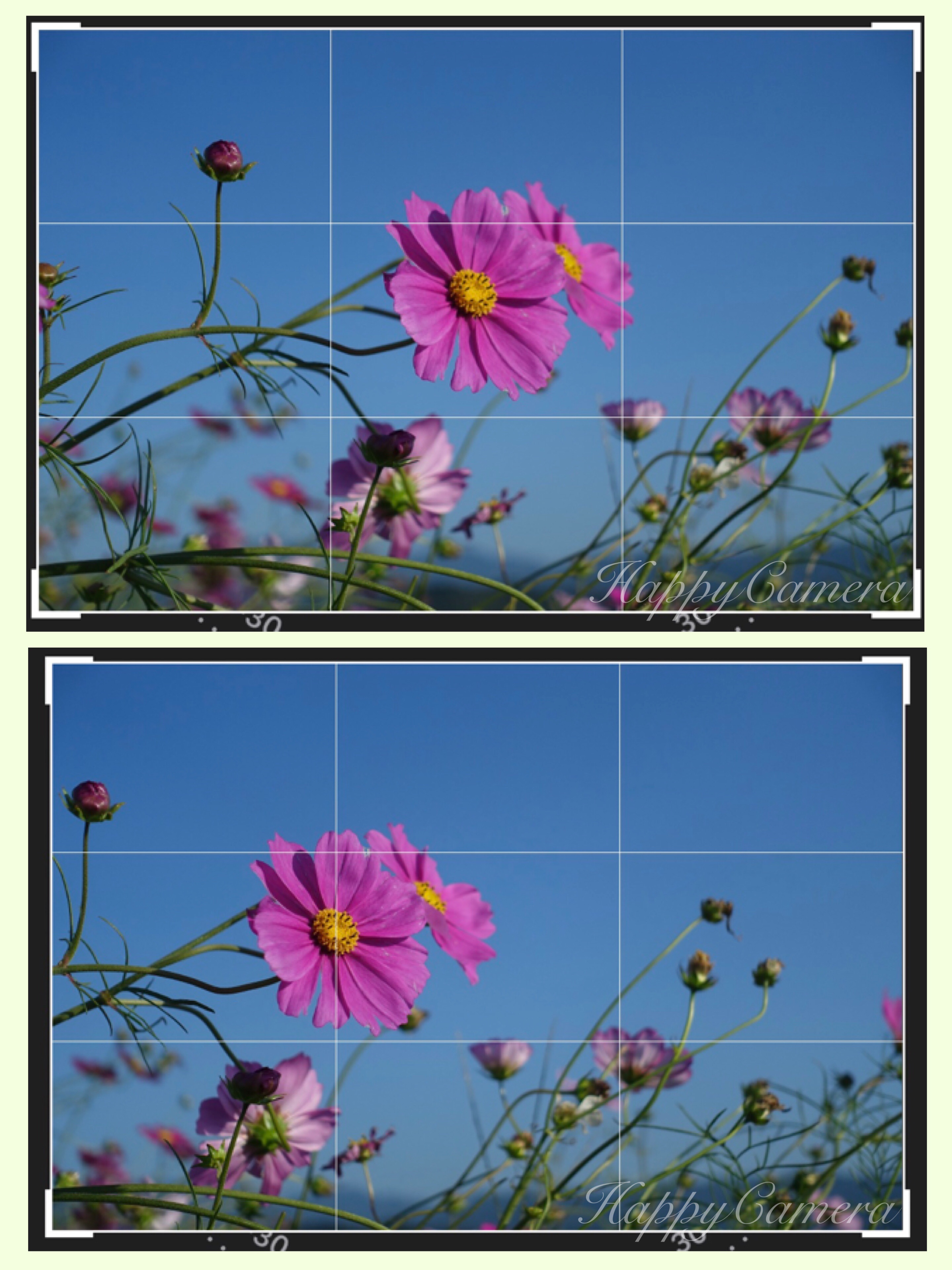 今年の秋は コスモスで写真構図の練習をしよう 写真で魅力発掘 暮らしのフォトダイアリー Powered By ライブドアブログ