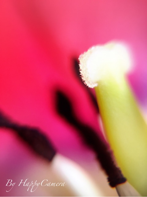 {20CF0345-92C1-4C65-9B4F-B4C877AE961A}