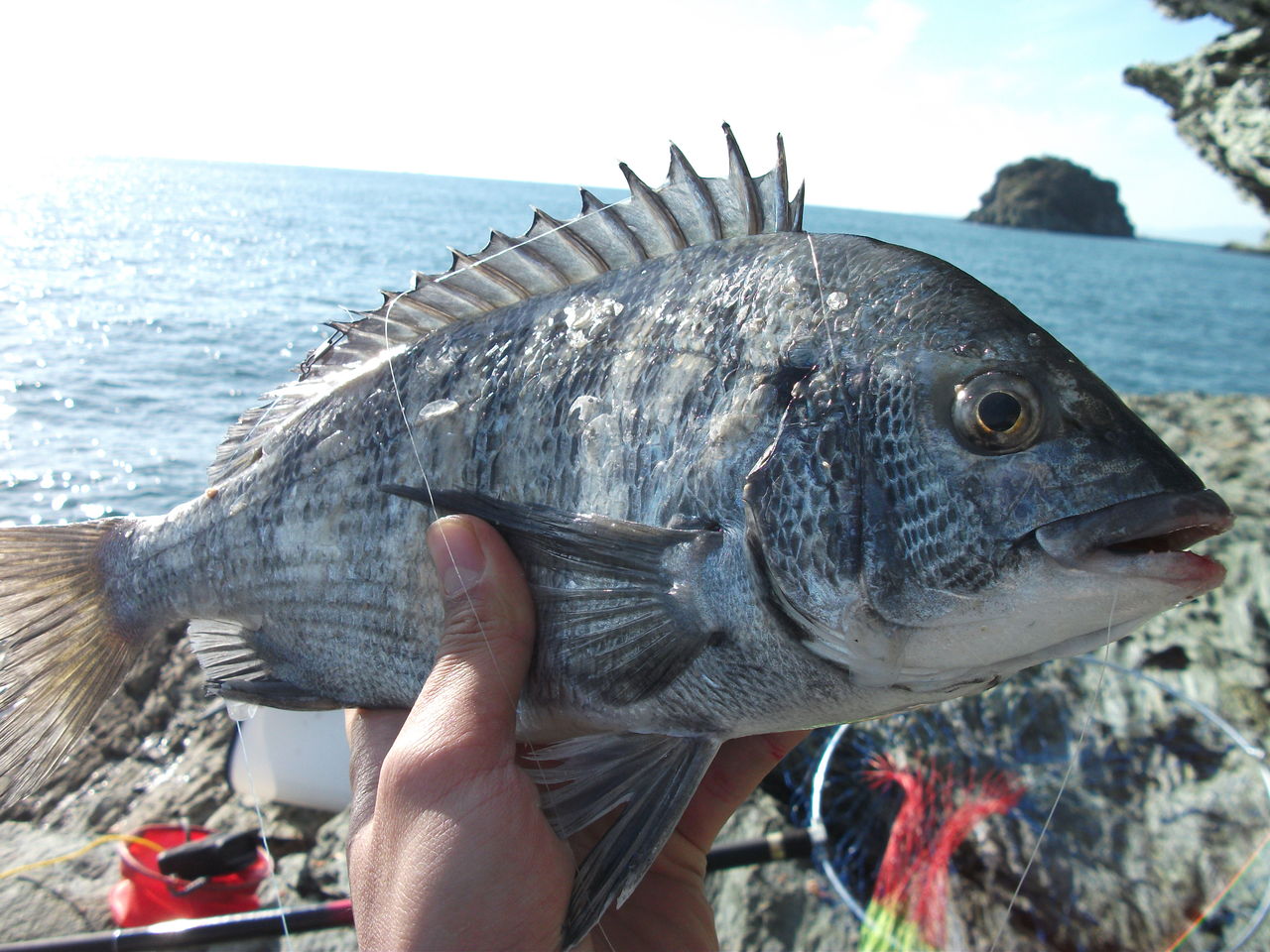１２月２３日 火 和歌山の地磯へ行ってきました 大阪で釣りが大好きになりました