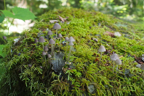 P7020952