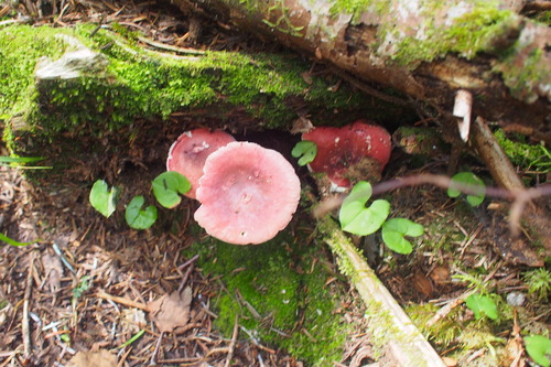 P8071323